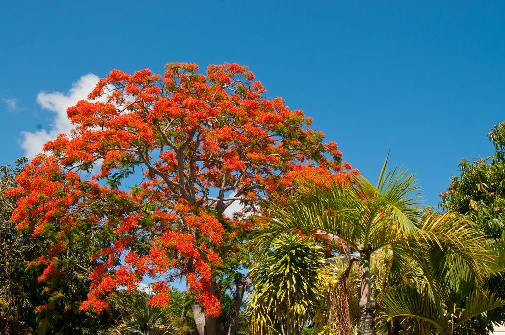 Gardens Retreat Villa Pereybere Beach Luaran gambar